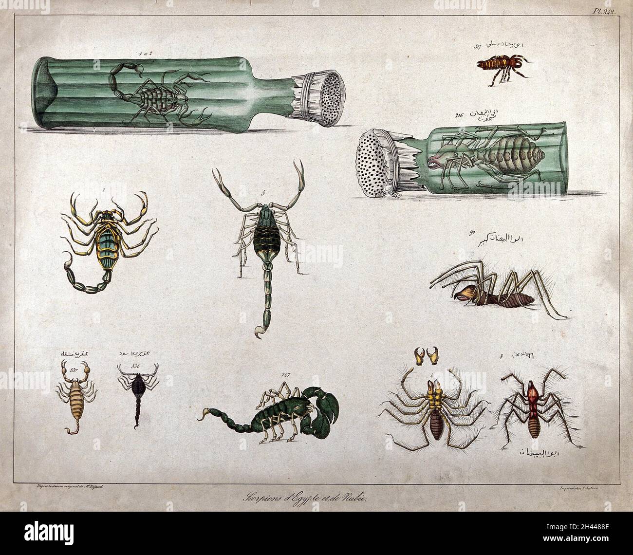 Skorpione und Arachniden: Elf Figuren, darunter zwei Beispiele, die in belüfteten Flaschen eingeschlossen sind. Farblithographie von Rifaud, 18--? Stockfoto
