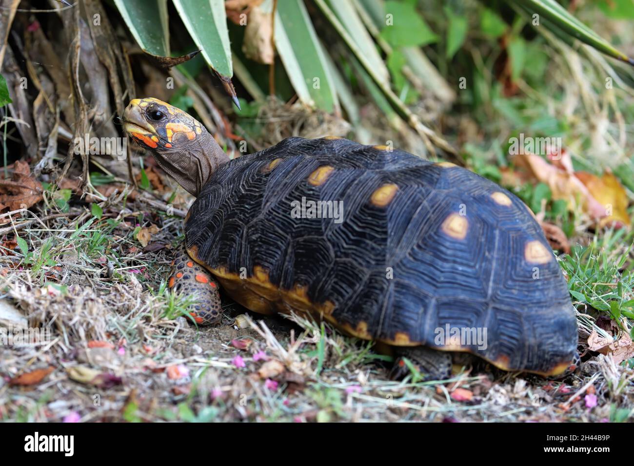 Rotfußschildkröte (Chelonoidis carbonarius) auf der Insel Carriacou, Grenada. Stockfoto