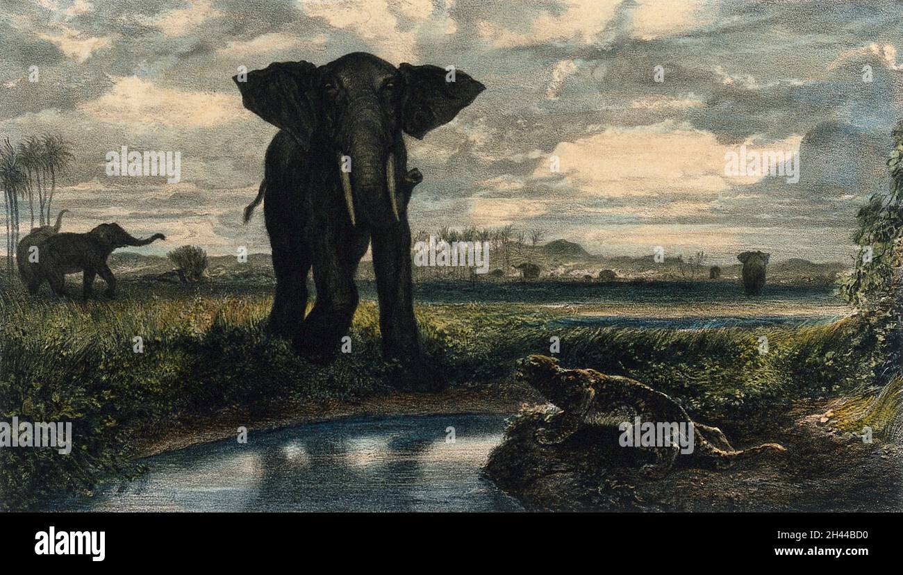 Ein Elefant und ein Leopard begegnen sich auf gegenüberliegenden Seiten eines Stromes in einer indischen Wüste. Kolorierte Lithographie von E. Le Roux nach A.-G. Decamps, 1853. Stockfoto
