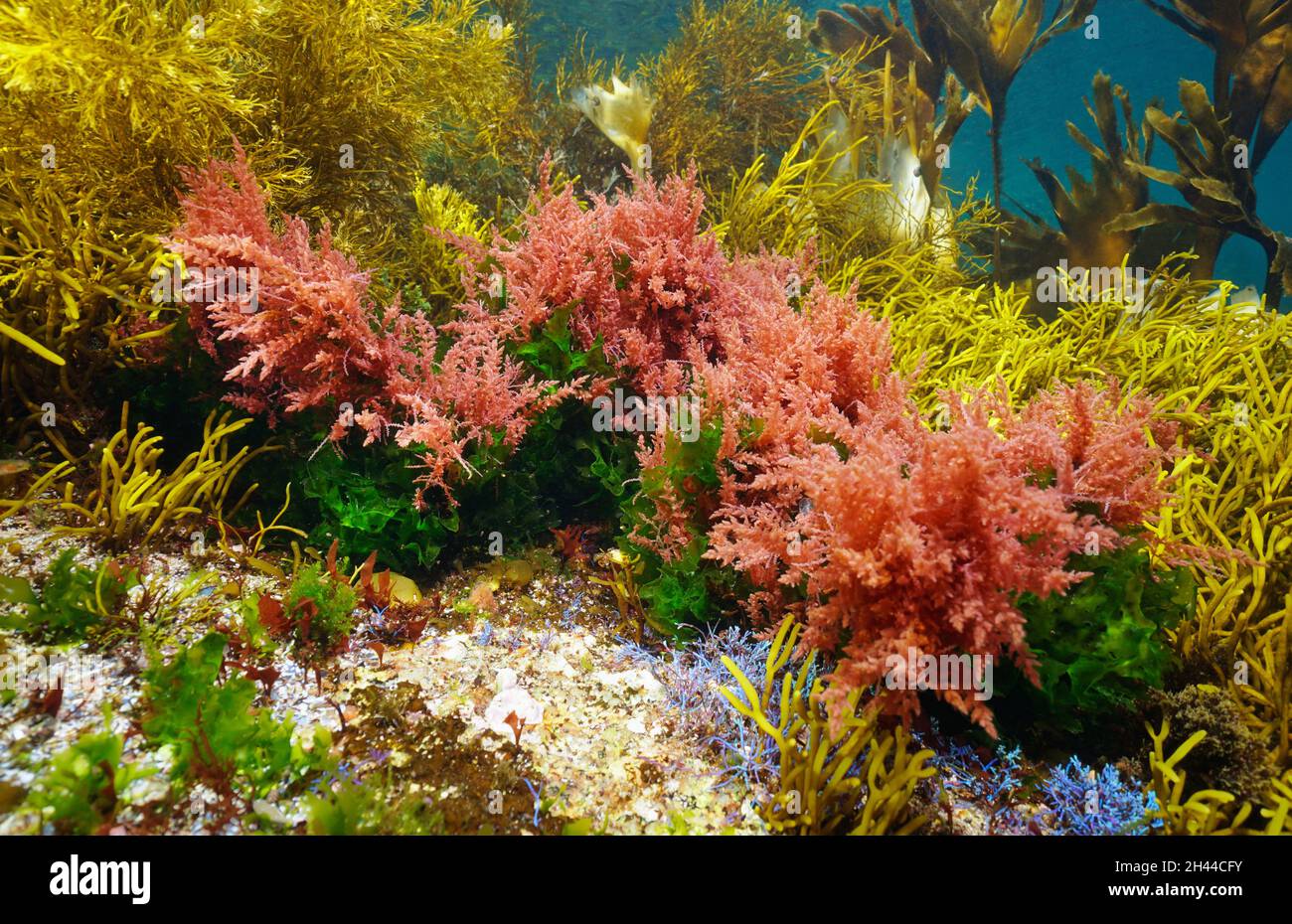 Farben verschiedener Meeresalgen unter Wasser im Ozean, Ostatlantik, Spanien, Galizien Stockfoto