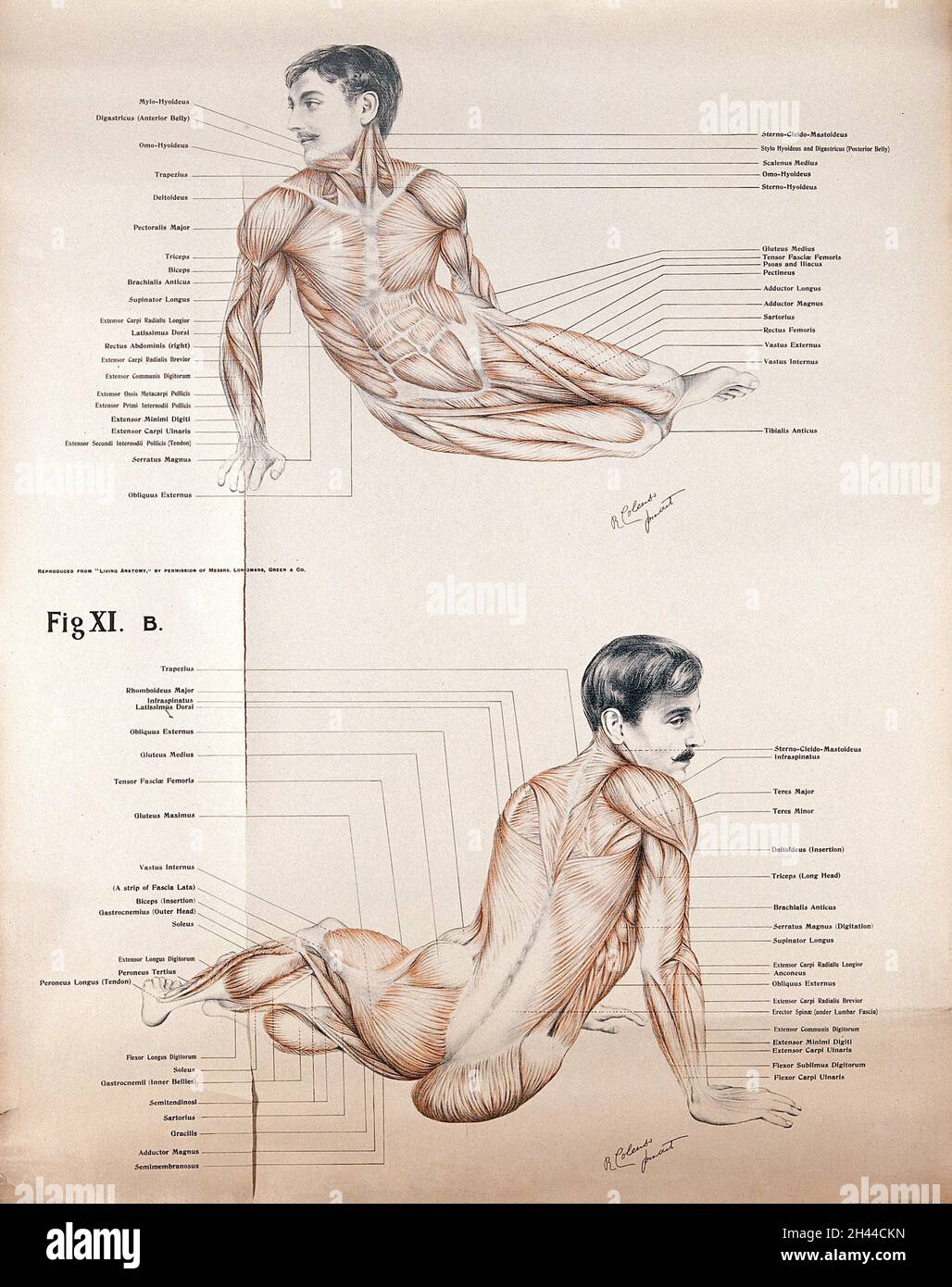 Künstlerische Posen, Platten XIA und B: Zwei Figuren von Männern écorchés. Lithographie von Robert J. Colenso. Stockfoto Künstlerische Posen, Platten XIA und B: Zwei Figuren von Männern écorchés. Lithographie von Robert J. Colenso. Stockfoto