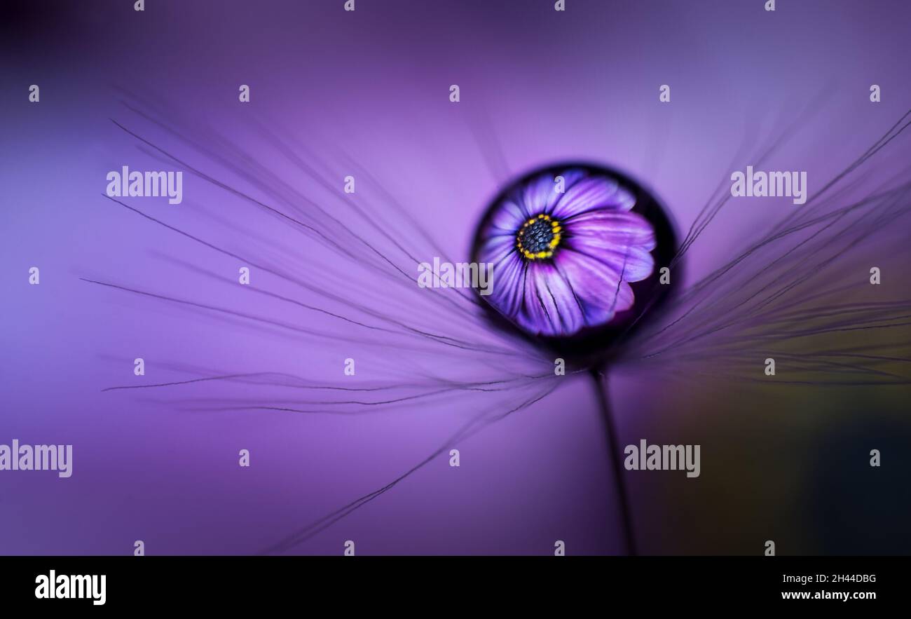 Dandelionssamen mit einem Wassertropfen auf der Oberseite und einer Spiegelung einer schönen Blume aus dem Hintergrund Stockfoto