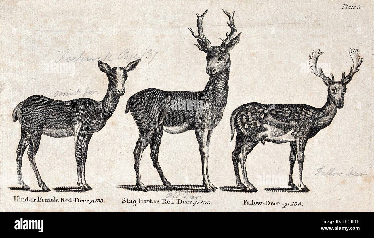 Ein Hirsch und ein Hirsch aus der Familie des Rothirsches und eines Damhirsches. Holzstich nach T. Bewick. Stockfoto