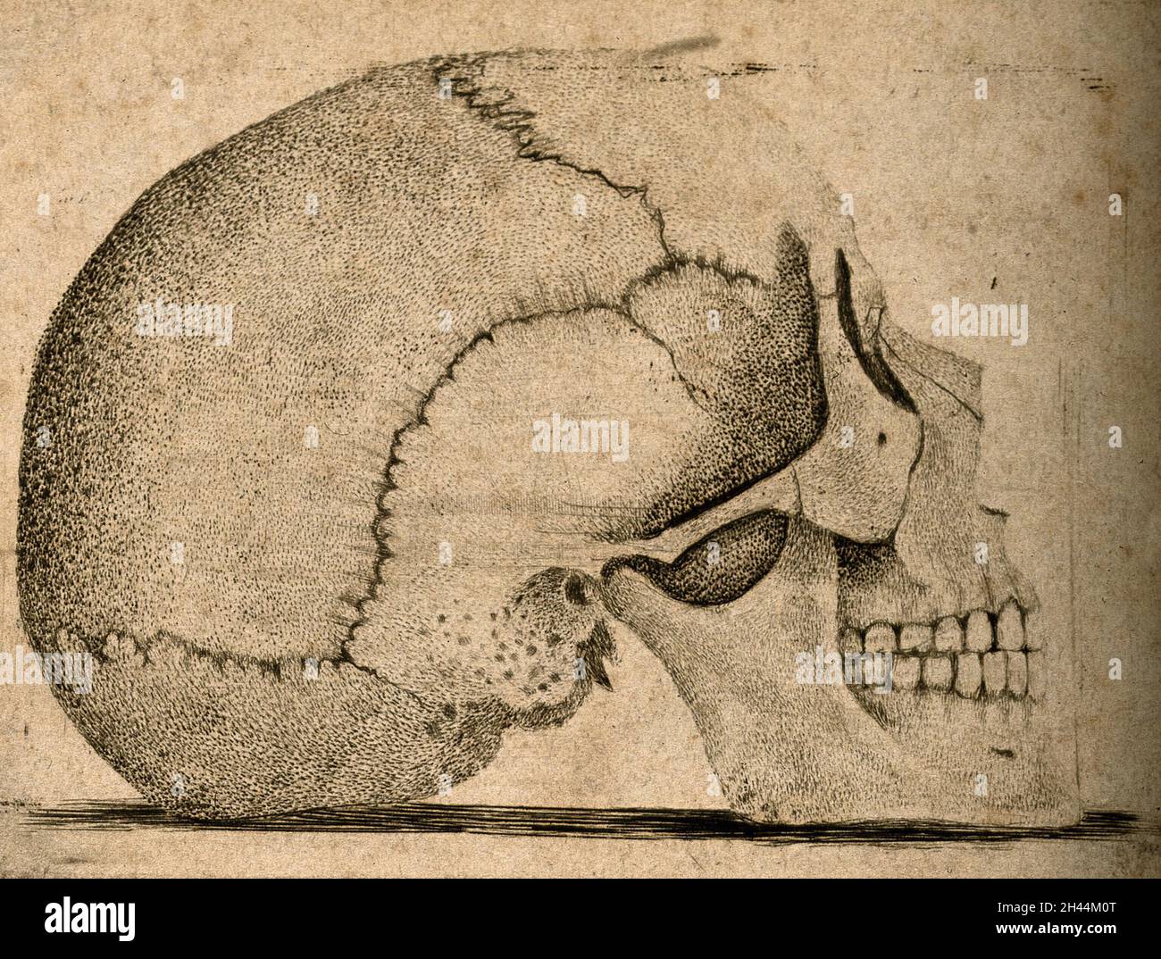 Schädel: Seitenansicht. Ätzen. Stockfoto
