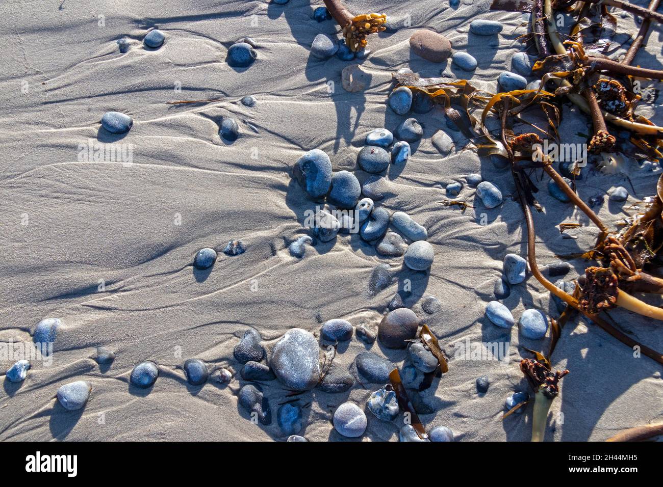 Steine und Palmentang (Laminaria hyperborea) am Strand, Düne, Insel Helgoland, Schleswig-Holstein, Deutschland | Kies and Tangle (Laminaria hyperbo Stockfoto