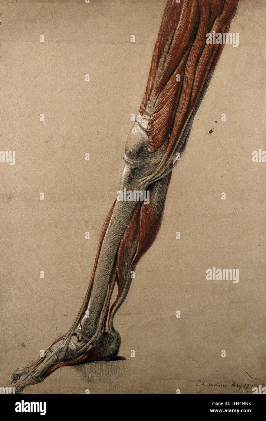 Rechter Beinabschluss und Fuß (lebensgroß), mit den Knochen, Muskeln und Sehnen. Rote Kreide- und Bleistiftzeichnung, mit Körperfarbe, von C. Landseer, 1815. Stockfoto