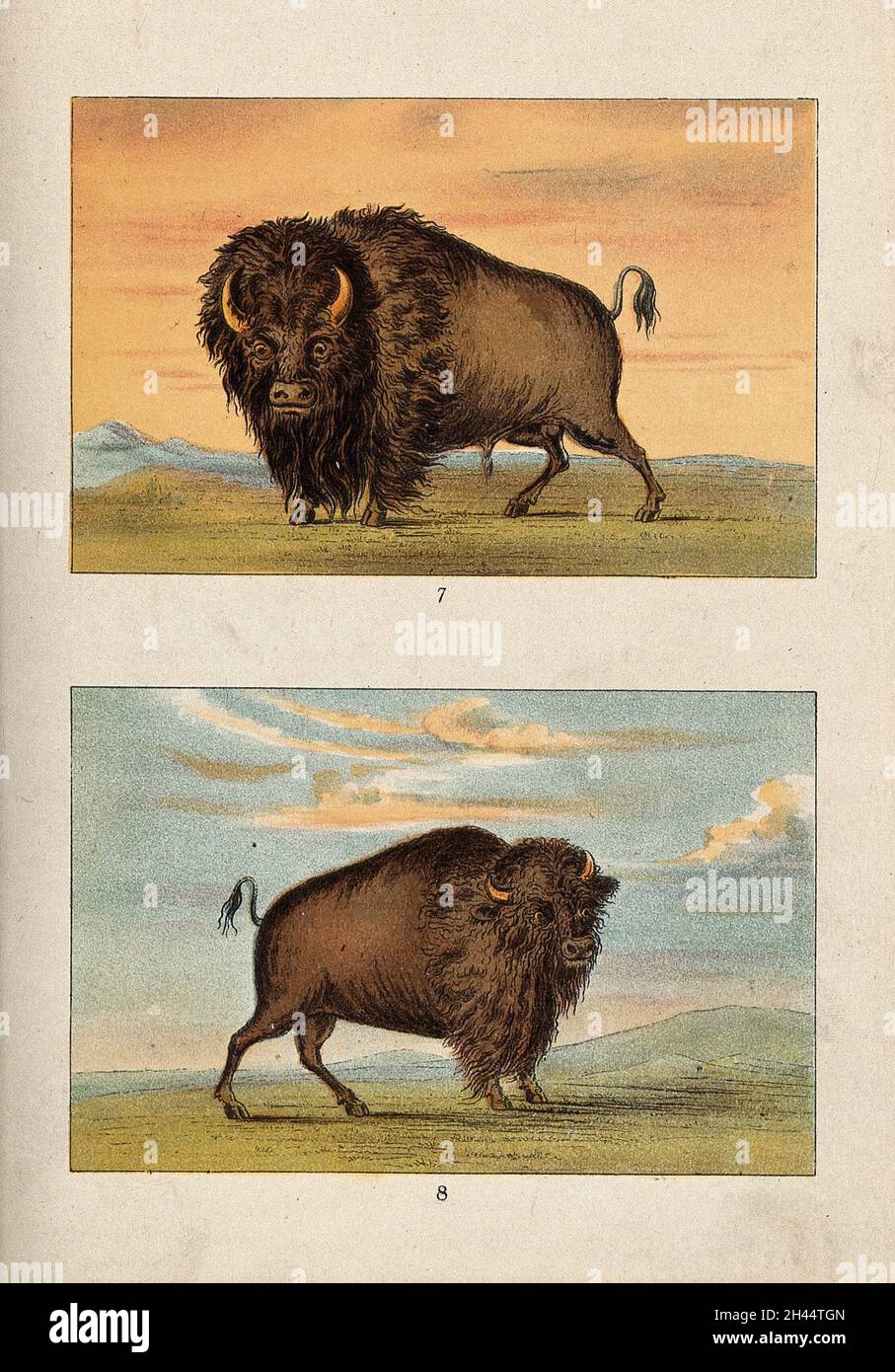 Ein männlicher und weiblicher amerikanischer Bison oder Büffel. Chromolithographie. Stockfoto Ein männlicher und weiblicher amerikanischer Bison oder Büffel. Chromolithographie. Stockfoto