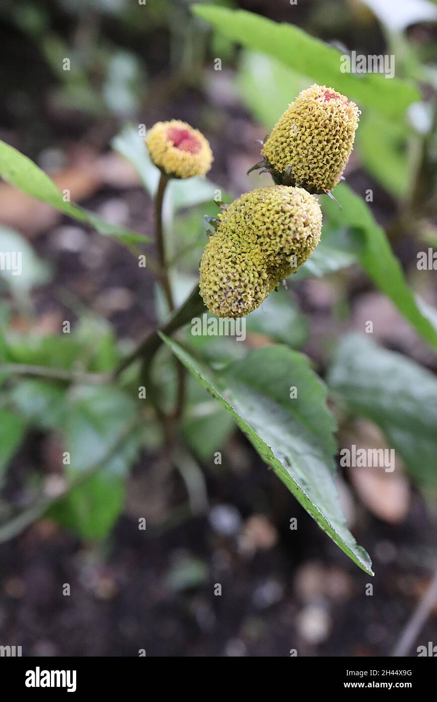 Acmella oleracea para cress – konische Blüten mit dicht gepackten gelben Staubgefäßen und roten Spitzen, dunkelgrün glänzende Blätter, Oktober, England, Stockfoto