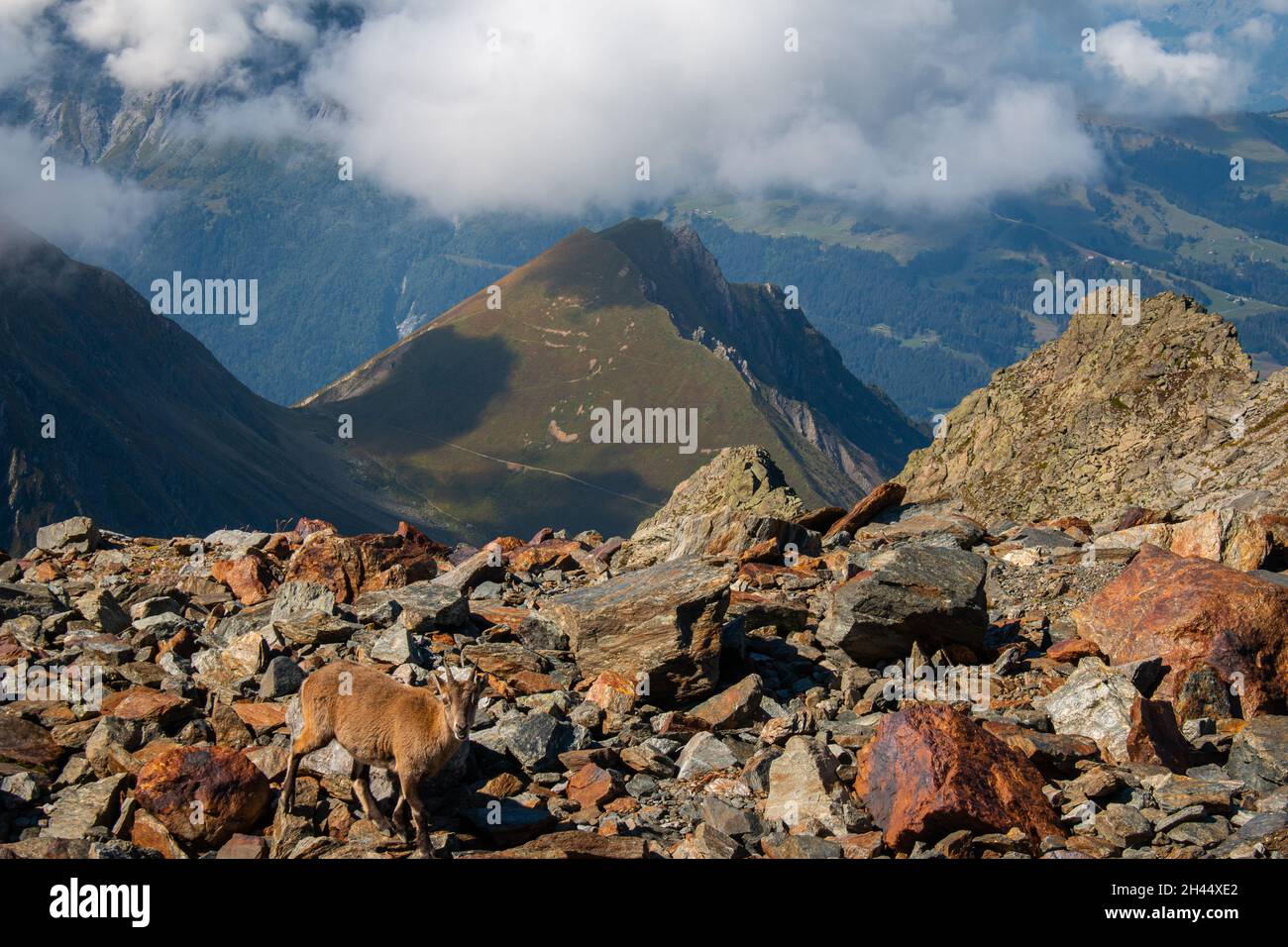 Eine Ziege in den französischen Alpen, die sich mit den Felsen um sie herum vermischt, ein Wanderweg zwischen Nid d'Aigle und Refuge de Tete Rousse, September, Frankreich Stockfoto