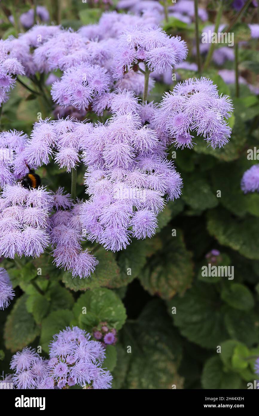 Ageratum houstonianum ‘Blue Bouquet’ Flossflower Blue Bouquet – Cluster aus flauschigen Lavendelblüten und mittelgrünen ovaten Blättern, Oktober, England, Großbritannien Stockfoto