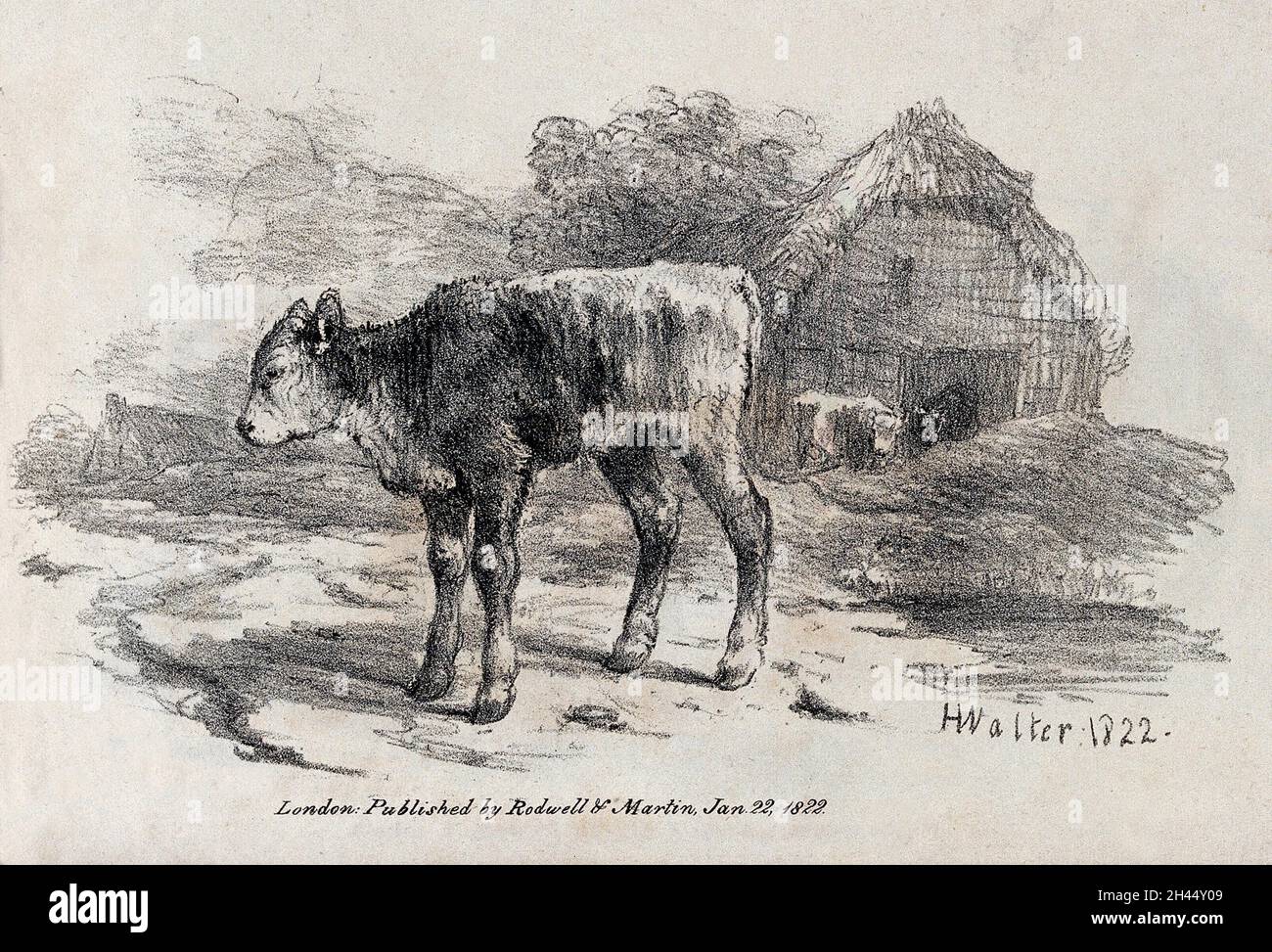 Ein junges Kalb, das vor einer Scheune steht. Kreidelithographie von H. Walter. Stockfoto