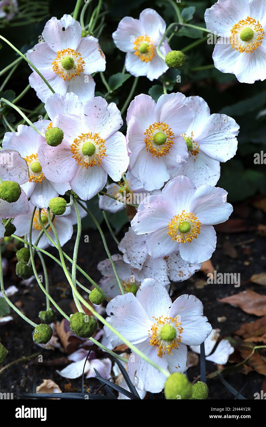 Anemone x hybrida ‘Robustissima’ Japanische Anemone Robustissima – untertasse-förmige, sehr hellrosa Einzelblüten und grünes Zentrum, Oktober, England, UK Stockfoto