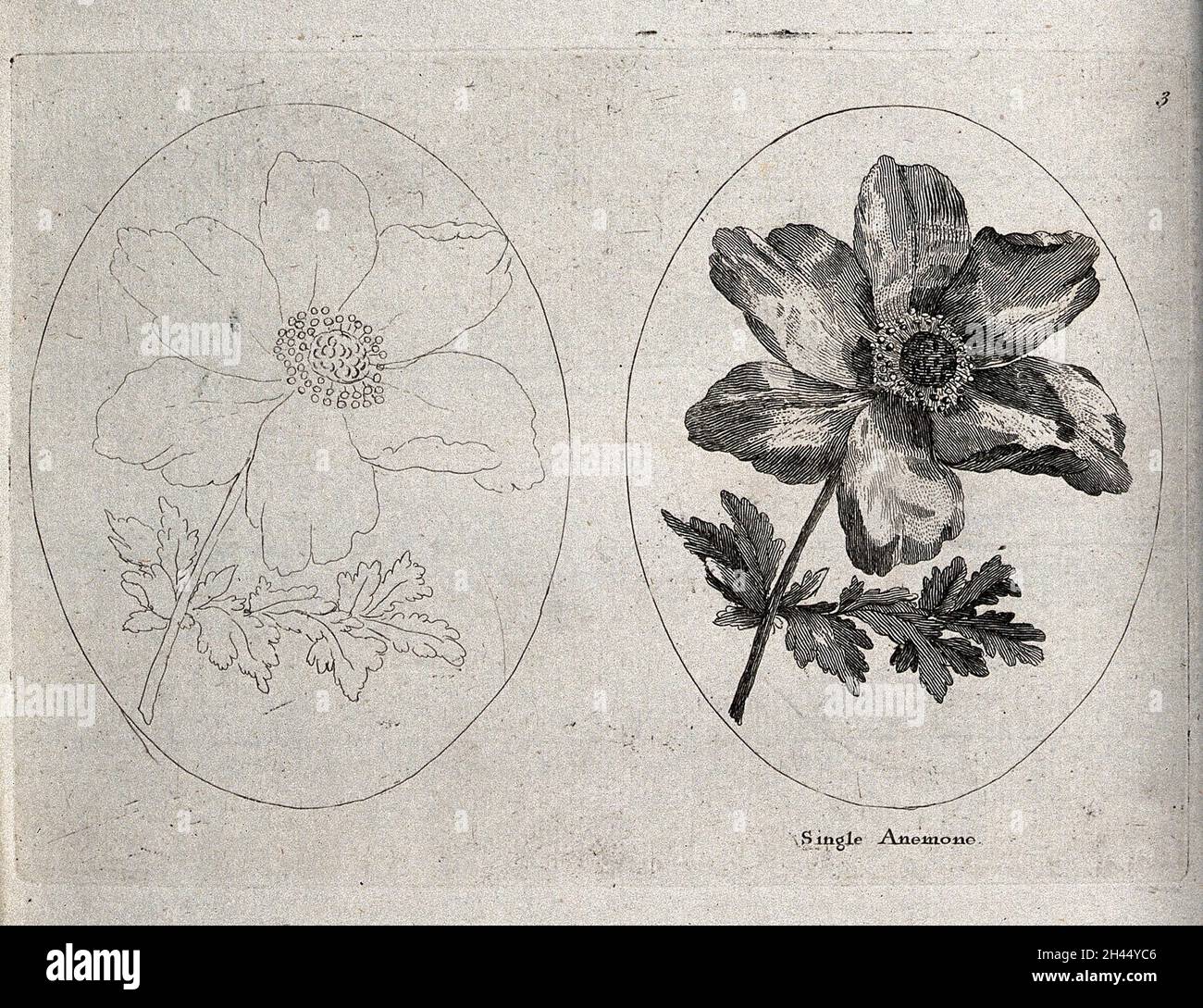 Eine Anemone-Pflanze: Zwei blühende Stängel, einer nur im Umriss. Ätzen, c. 1787. Stockfoto