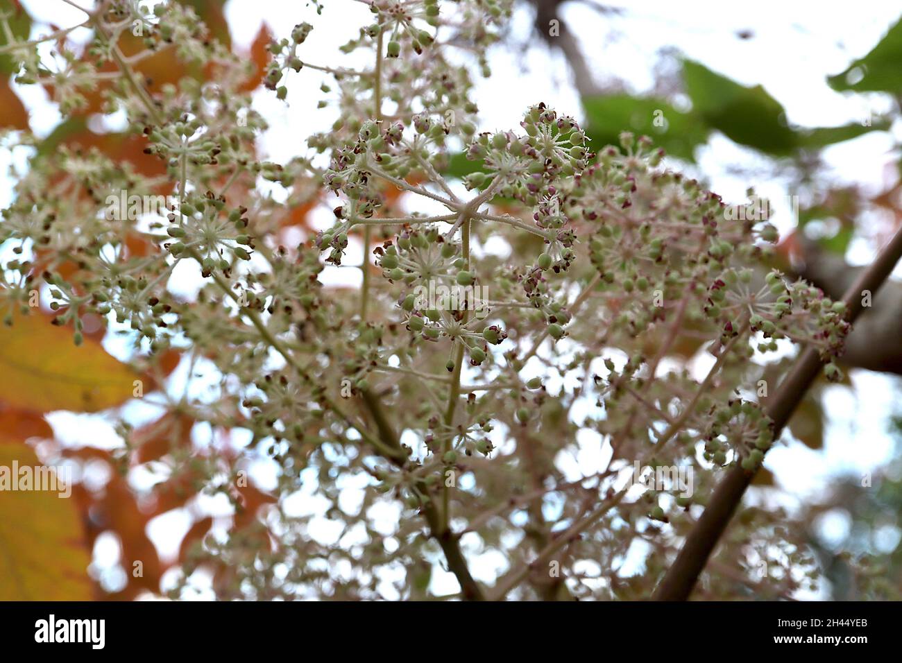 Aralia elata Angelica Baum – auftauchende dunkelviolette Blüten aus blassgrünen Blütenknospen, kugelförmigen Dolden, Oktober, England, Großbritannien Stockfoto