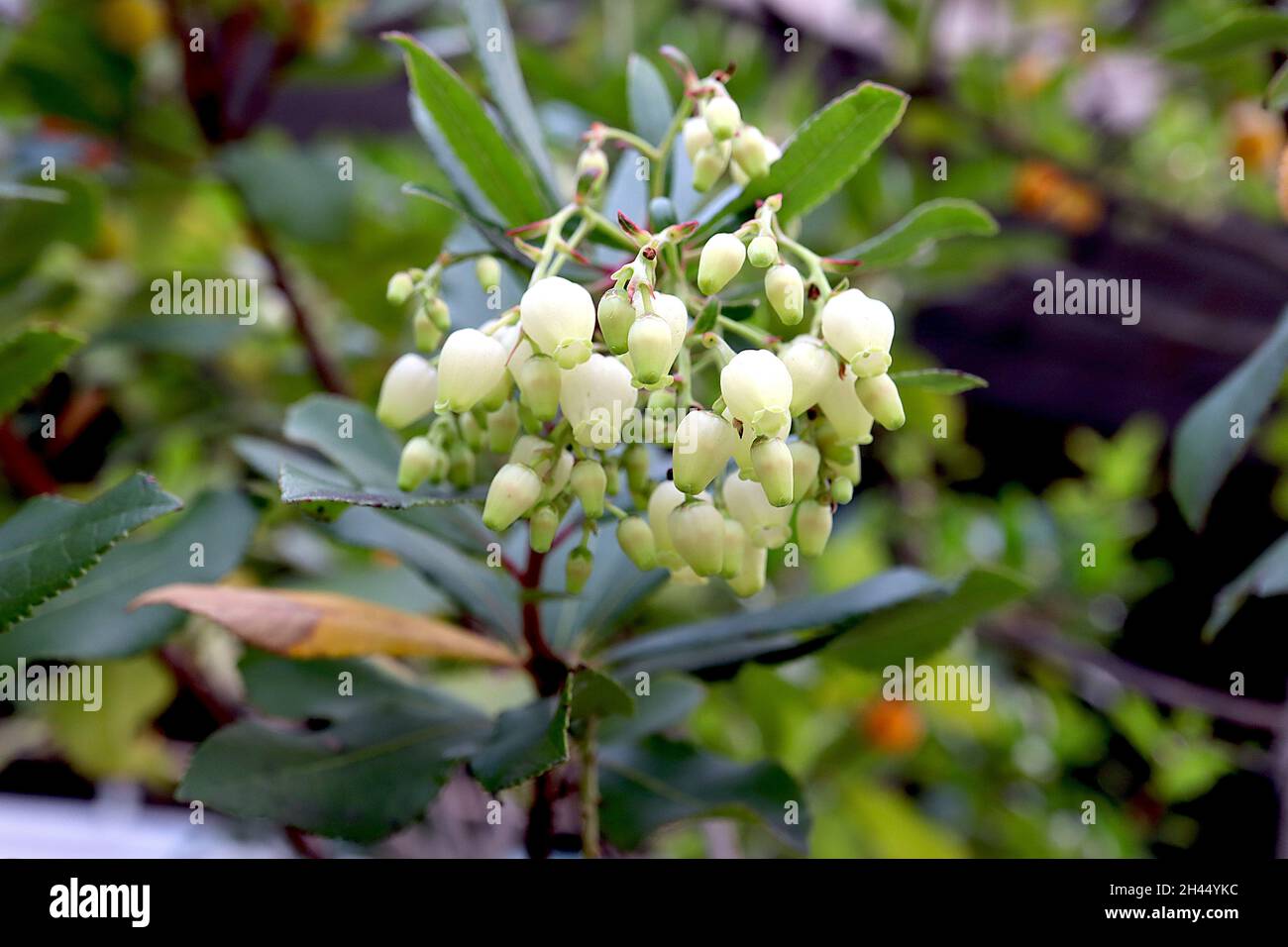 Arbutus unedo Erdbeerbaum – kleine Rispen aus cremefarbenen, urnenförmigen Blüten mit hellgrünen Lappen und dunkelgrünen elliptischen Blättern, Oktober, England, Großbritannien Stockfoto