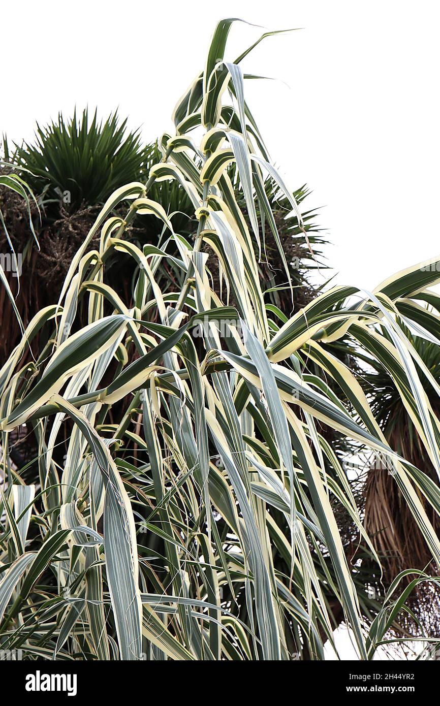 Arundo donax ‘Variegata’ buntes Riesenschilf – sehr hohe Stämme schwertförmiger cremefarbener Blätter mit grünen Streifen, Oktober, England, Großbritannien Stockfoto