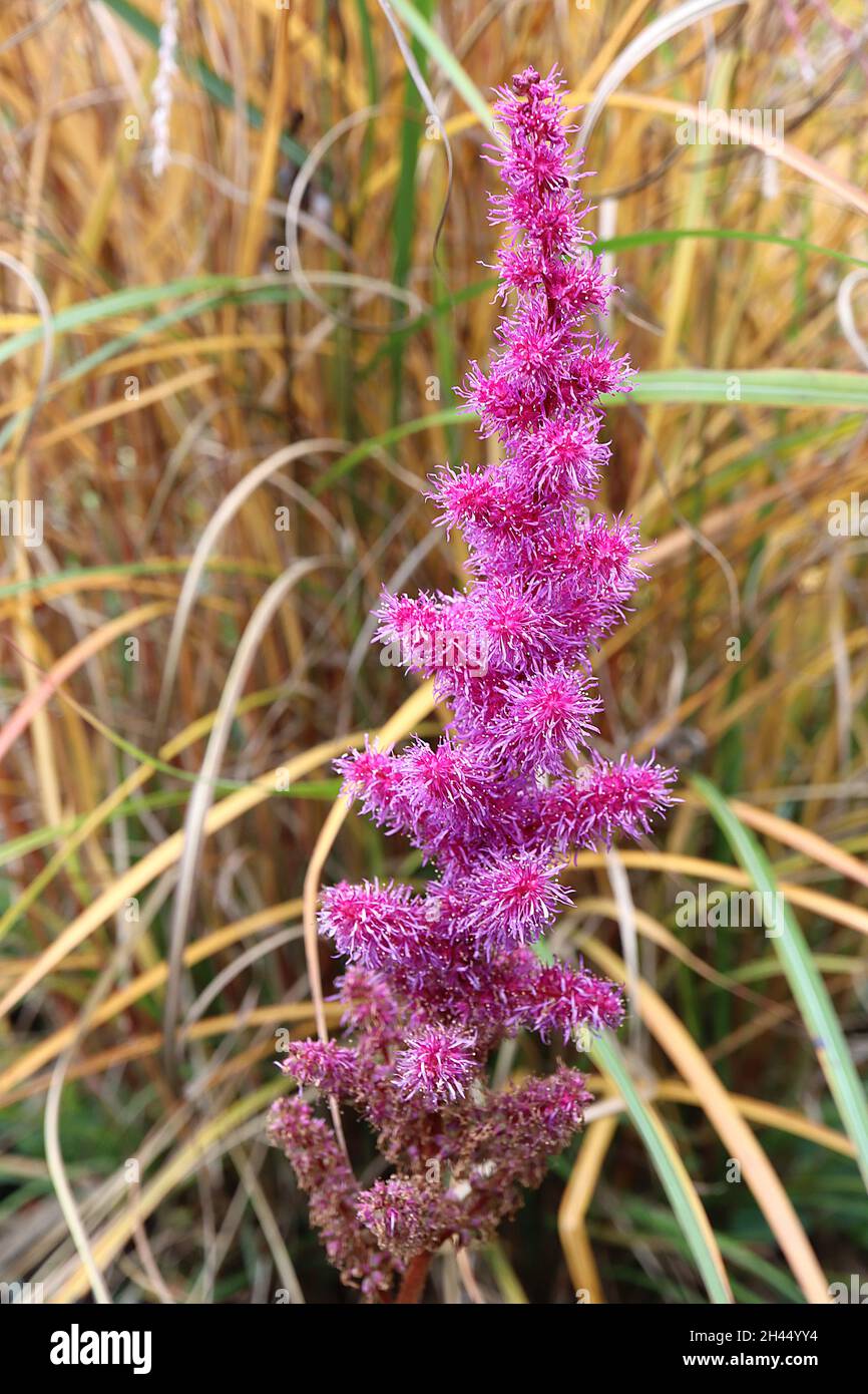 Astilbe chinensis ‘Little Vision in Purple’ falscher Ziegenbart - aufrecht verzweigte Rispen aus winzigen violett-rosa Blüten mit gelben Anthern, Oktober, Großbritannien Stockfoto