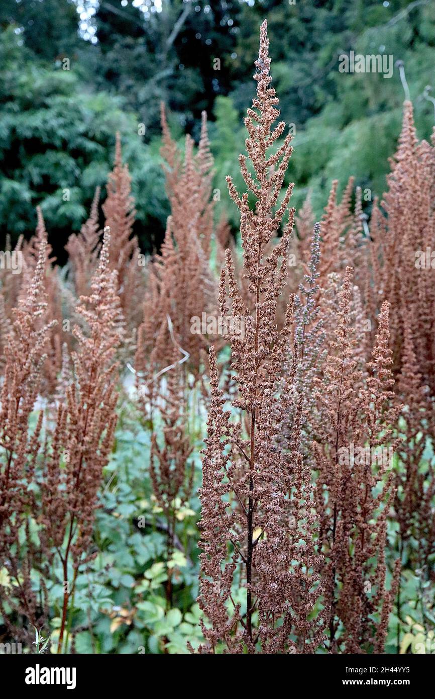 Astilbe rubra ‘Superba’ falscher Ziegenbart Superba – verzweigte Racemes aus getrockneten rostbraunen Samenköpfen, Oktober, England, Großbritannien Stockfoto