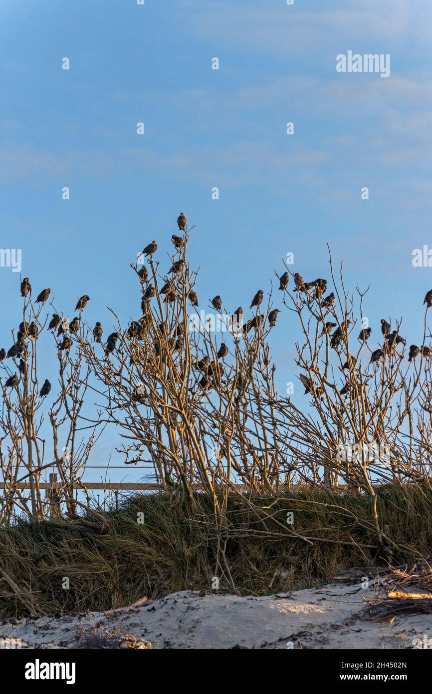 Stare (Sturnidae) auf Düne, Helgoland Island, Schleswig-Holstein, Deutschland Stockfoto