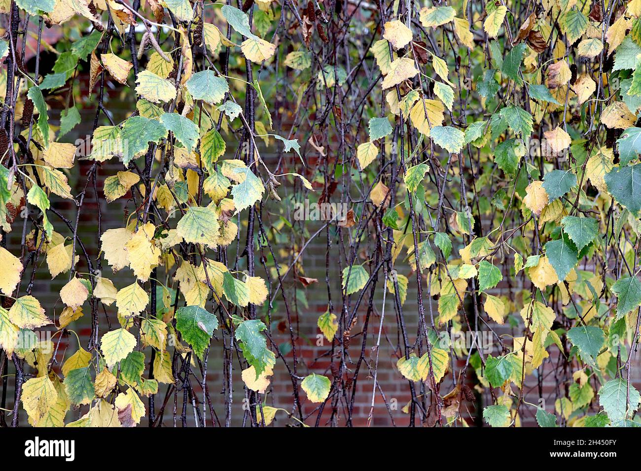 Betula pendula ‘tristis’ weinende silberne Birke tristis – gelb und grün gefleckte Blätter auf dunkelbraunen hängenden Zweigen, Oktober, England, Großbritannien Stockfoto
