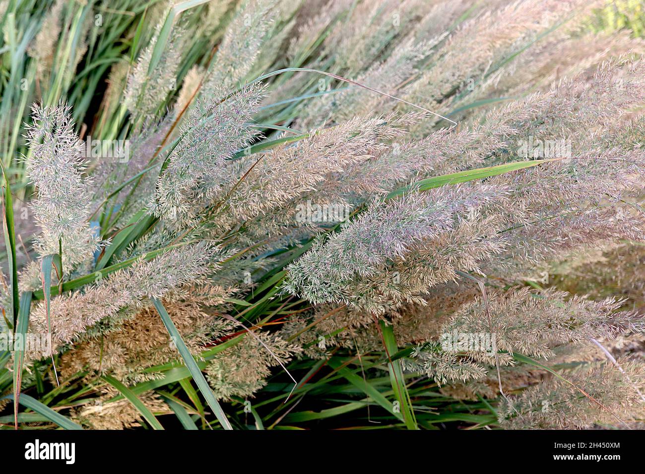 Calamagrostis brachytricha koreanisches Schilfgras - Ziergras aus buffigen, federleichten Federn mit violetten Reflexen, hohen, graugrünen Blättern, Oktober, Stockfoto