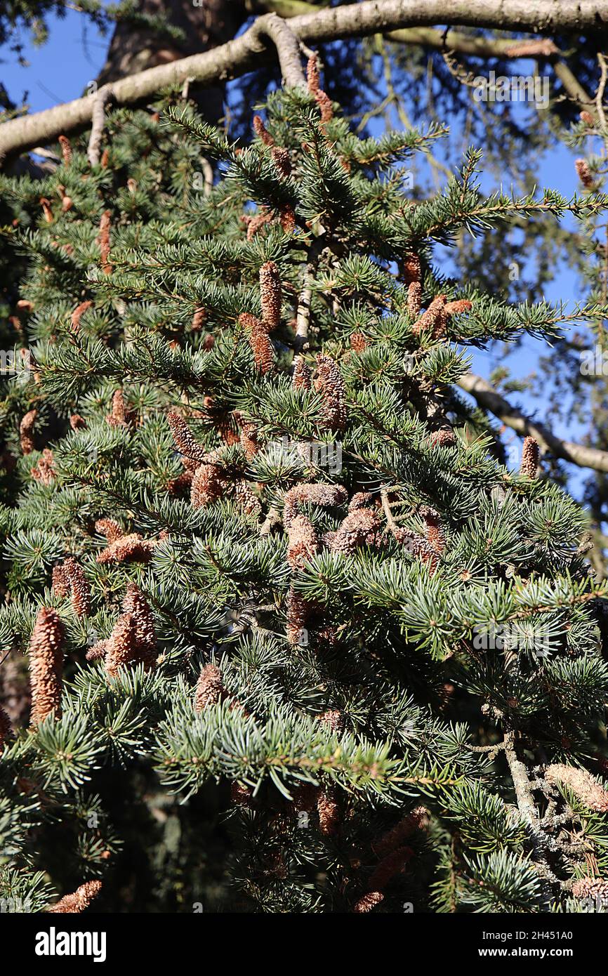 Cedrus atlantica Atlas Cedar – aufrechte hellbraune Pollen-Zapfen und blaugrüne nadelartige Blätter, Oktober, England, UK Stockfoto