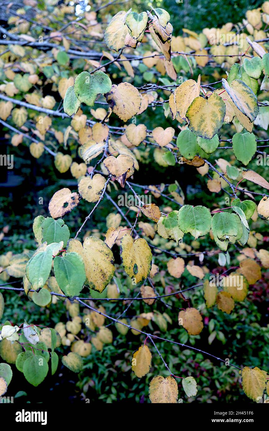 Cercidiphyllum japonicum katsura Baum – gelbe und mittelgrüne Blätter mit verbranntem Zuckerduft, Oktober, England, Großbritannien Stockfoto