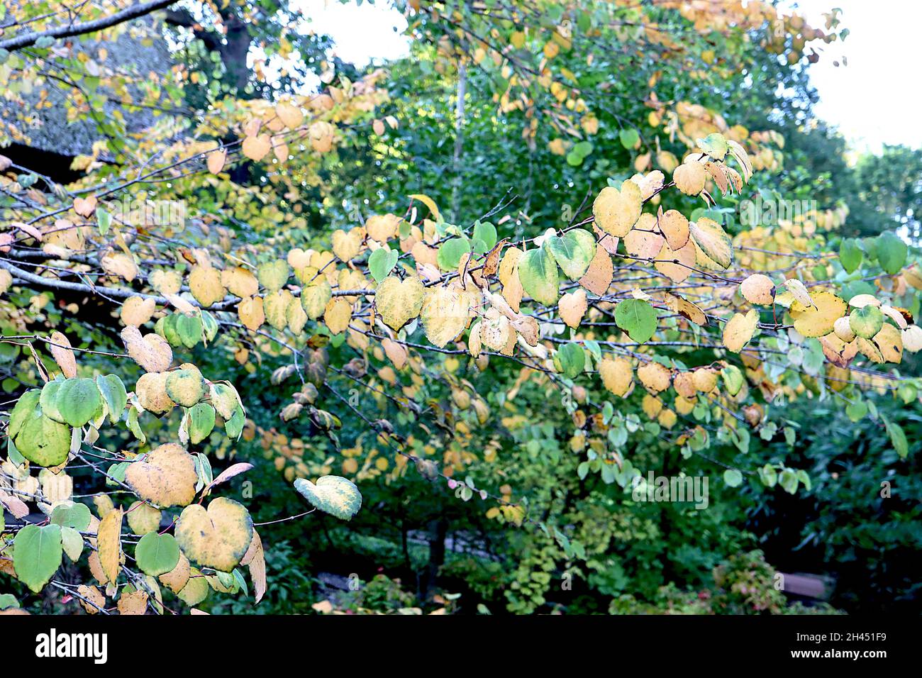 Cercidiphyllum japonicum katsura Baum – gelbe und mittelgrüne Blätter mit verbranntem Zuckerduft, Oktober, England, Großbritannien Stockfoto