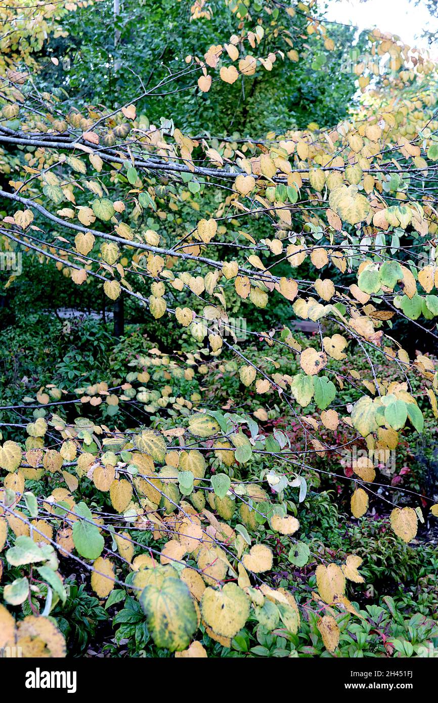 Cercidiphyllum japonicum katsura Baum – gelbe und mittelgrüne Blätter mit verbranntem Zuckerduft, Oktober, England, Großbritannien Stockfoto