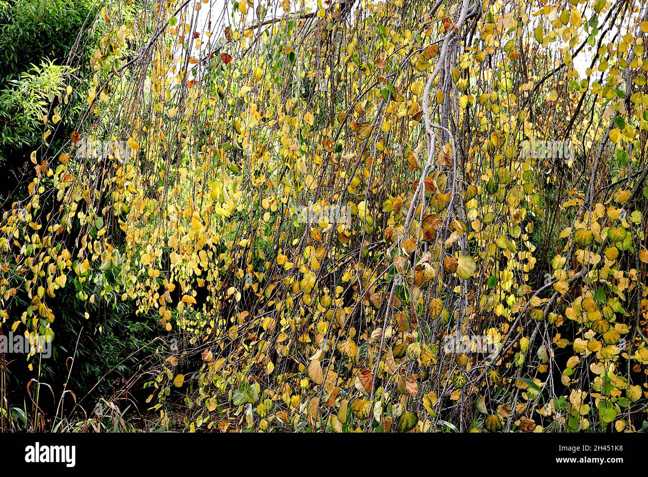 Cercidiphyllum japonicum ‘Morioka Weeping’ Weeping katsura – hängende Zweige gelber und mittelgrüner Blätter mit verbranntem Zuckerduft, Oktober, Großbritannien Stockfoto
