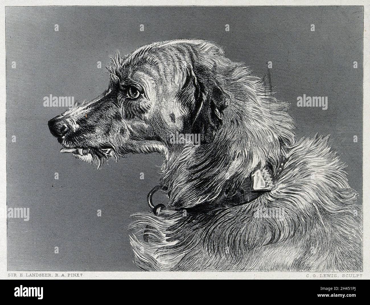 Kopf eines Hirschhunds. Stahlstich von C. G. Lewis nach E. H. Landseer. Stockfoto