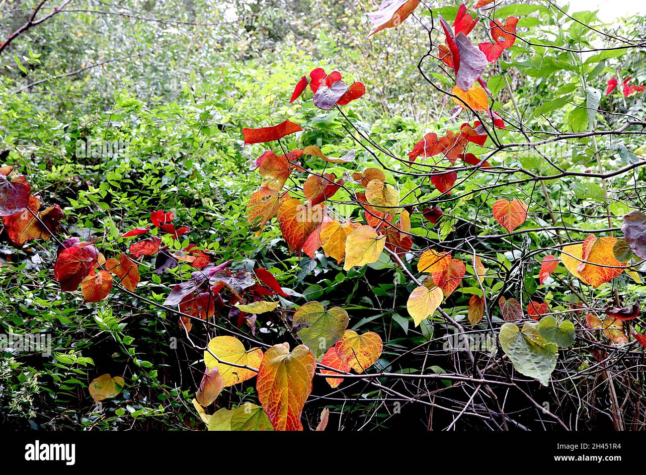 Cercis canadensis ‘Forest Pansy’ Eastern Redbud Forest Pansy – reichhaltige, glänzende und mattviolette rote, grüne, gelbe und rote Blätter, Oktober, England, Großbritannien Stockfoto
