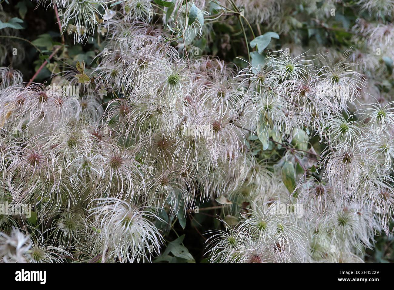 Clematis vitalba der Bart des alten Mannes – flauschige, federartige Samenhaufen, Oktober, England, Großbritannien Stockfoto