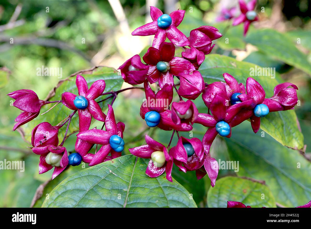 Clerodendrum trichotomum ‘Purple Blaze’ Harlekin Glory Bower Purple Blaze – blaue und blassgrüne Steinfässer umgeben von Himbeer-roten Kelchen, Oktober, Stockfoto