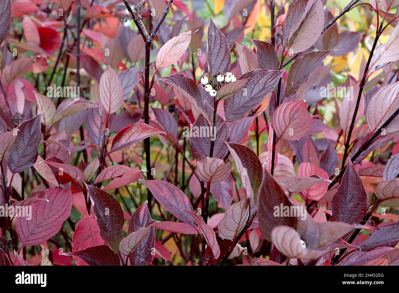 Cornus alba ‘Kesselringii’ weißer Dogwood Kesselringii – rot, kastanienbraun und burgunderrot auf aufrechten schwarzen Stielen, Oktober, England, Großbritannien Stockfoto