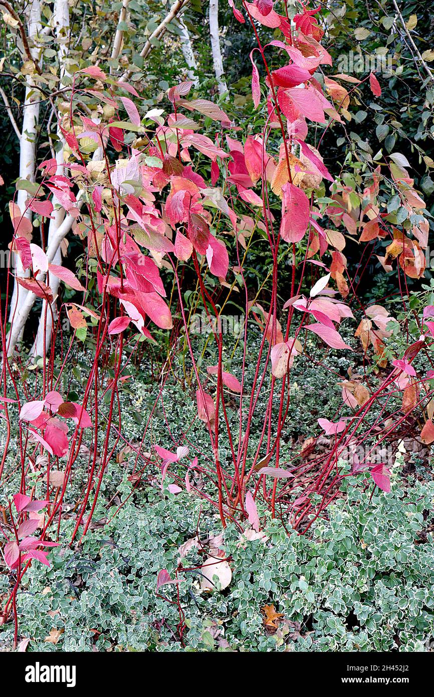 Cornus alba ‘Sibirica’ rotbellender Hundehalk – rote und leuchtend grüne eivitierte Blätter auf karmesinroten Stielen, Oktober, England, Großbritannien Stockfoto