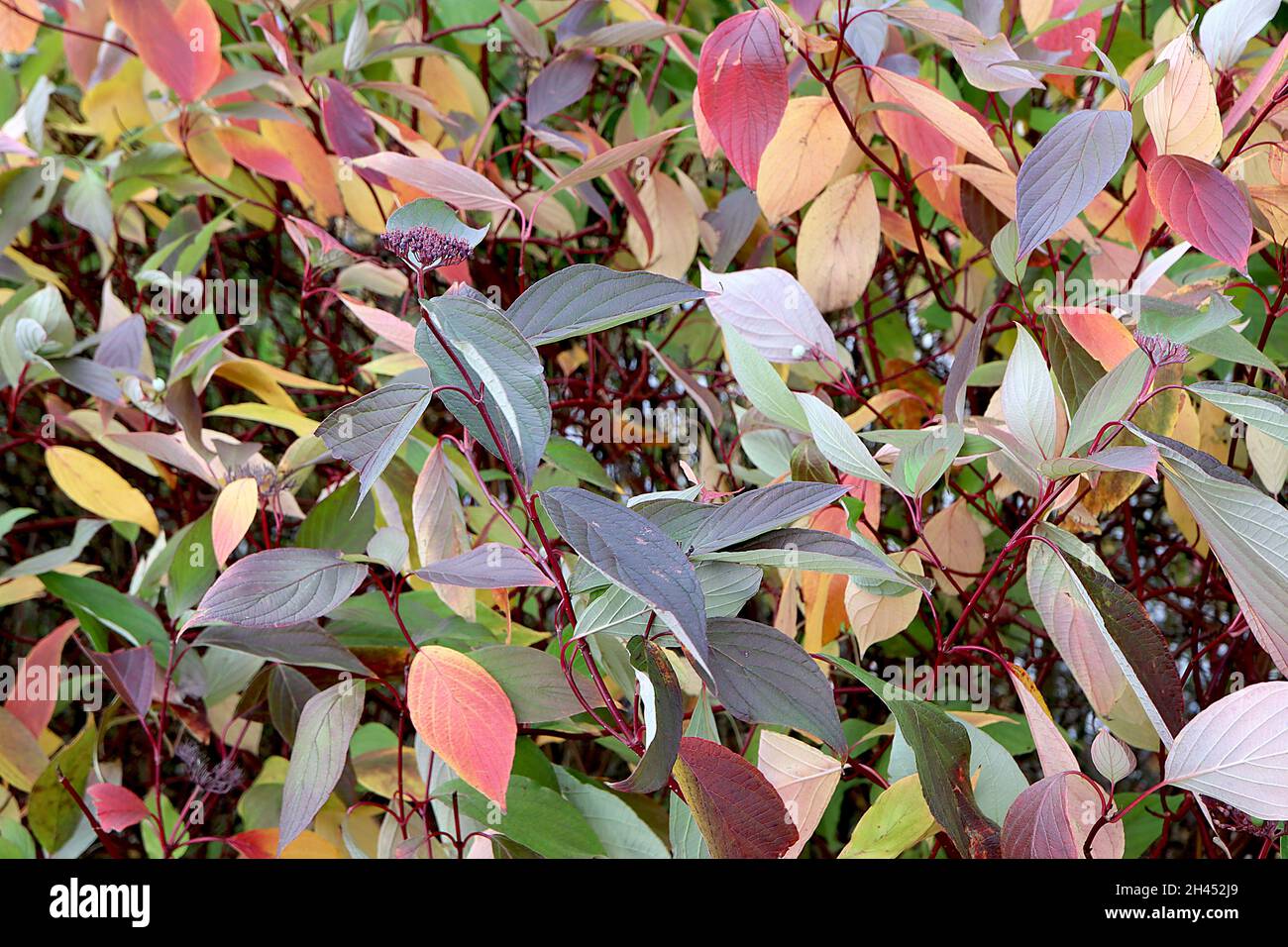 Cornus alternifolia Pagode Dogwood – lila Corymbs und mehrfarbige Blätter auf dunkelroten Stielen, Oktober, England, Großbritannien Stockfoto