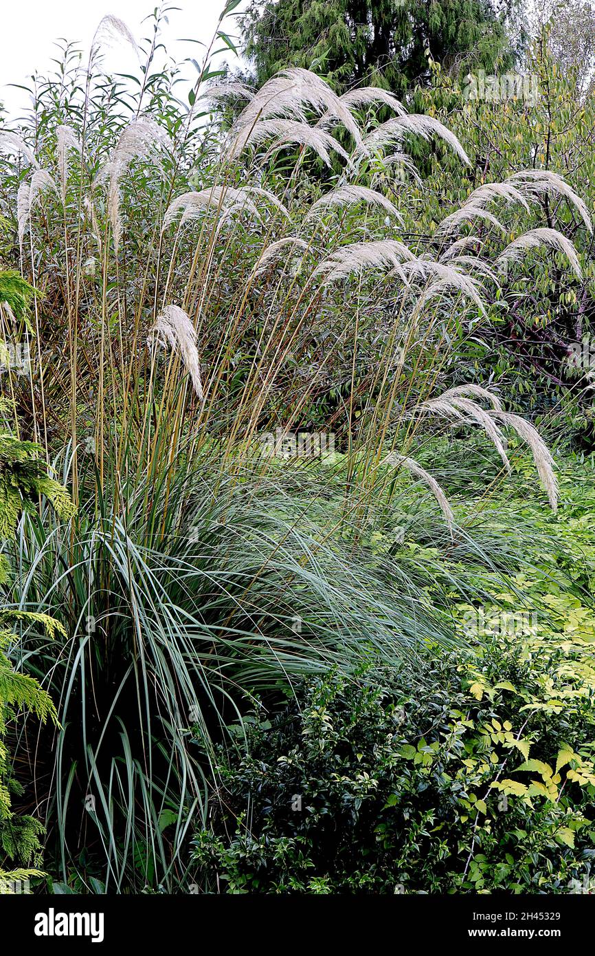 Cortaderia fulvida ‘Zotov’ Zehentaue – buffige, federbogige Federn und dunkelgrau-grüne, gebogene Blätter an sehr hohen Stielen, Oktober, England, Großbritannien Stockfoto