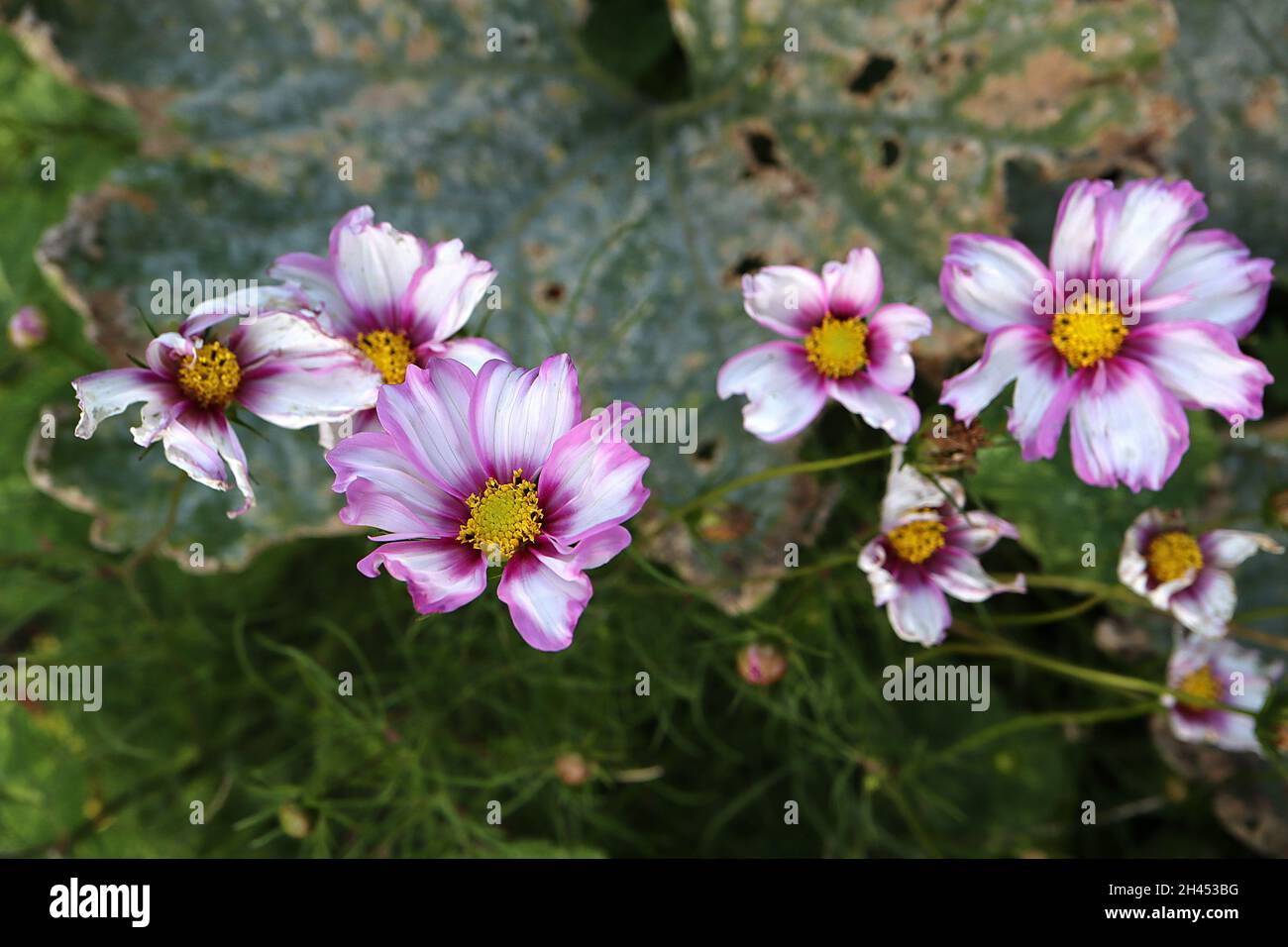 Cosmos bipinnatus ‘Candy Stripe’ weiße, schalenförmige Blüten mit karmesinroten Rändern und fedrigen Blättern, Oktober, England, Großbritannien Stockfoto