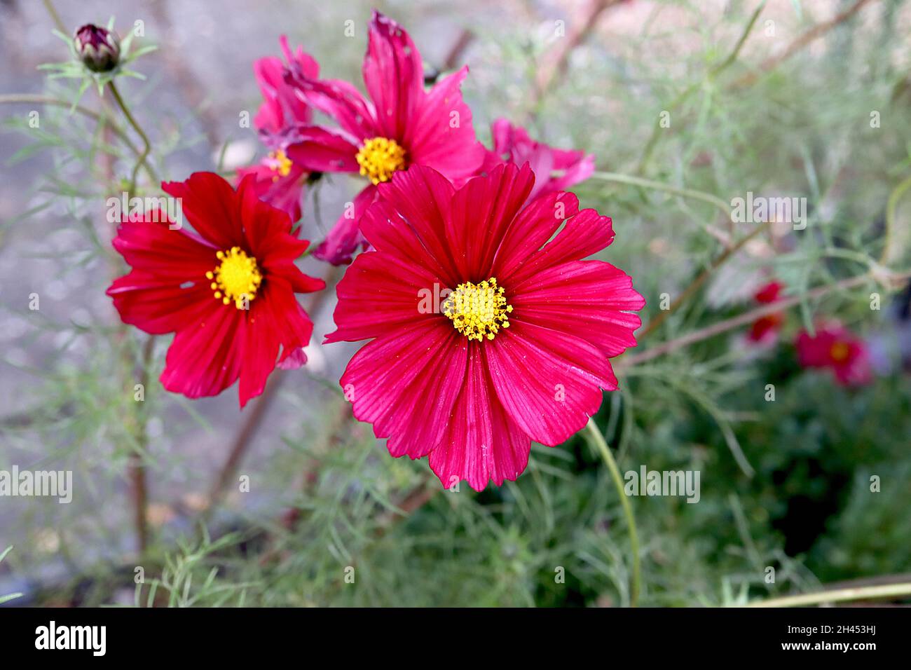 Cosmos bipinnatus ‘Rubenza’ purpurrote schalenförmige Blüten, Oktober, England, Großbritannien Stockfoto