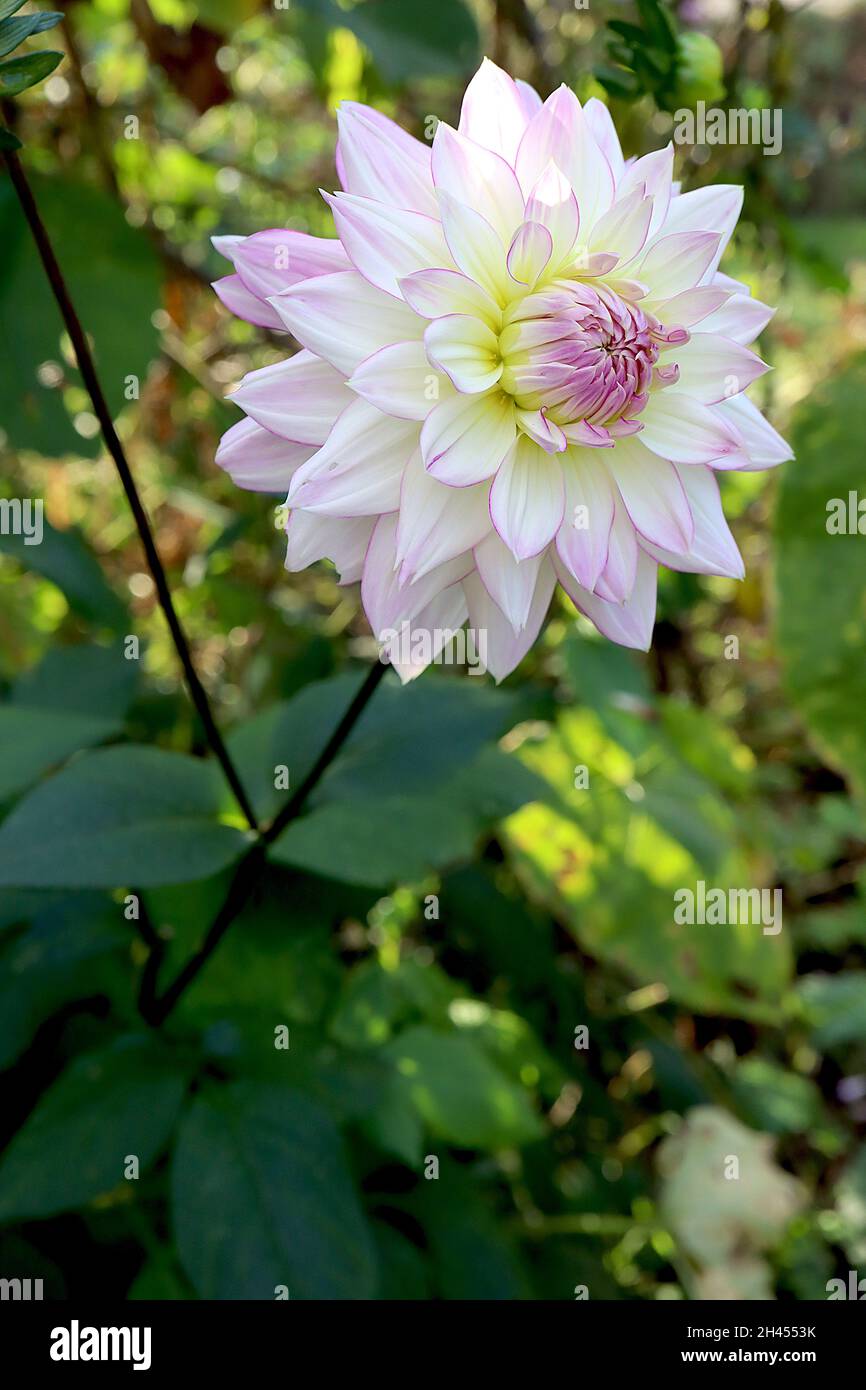 Dahlia ‘Crazy Love’ Decorative Dahlia Group 5 Weiße Blüten mit violettem Flush und umrissenen, purpurfarbenen Rändern, Oktober, England, Großbritannien Stockfoto