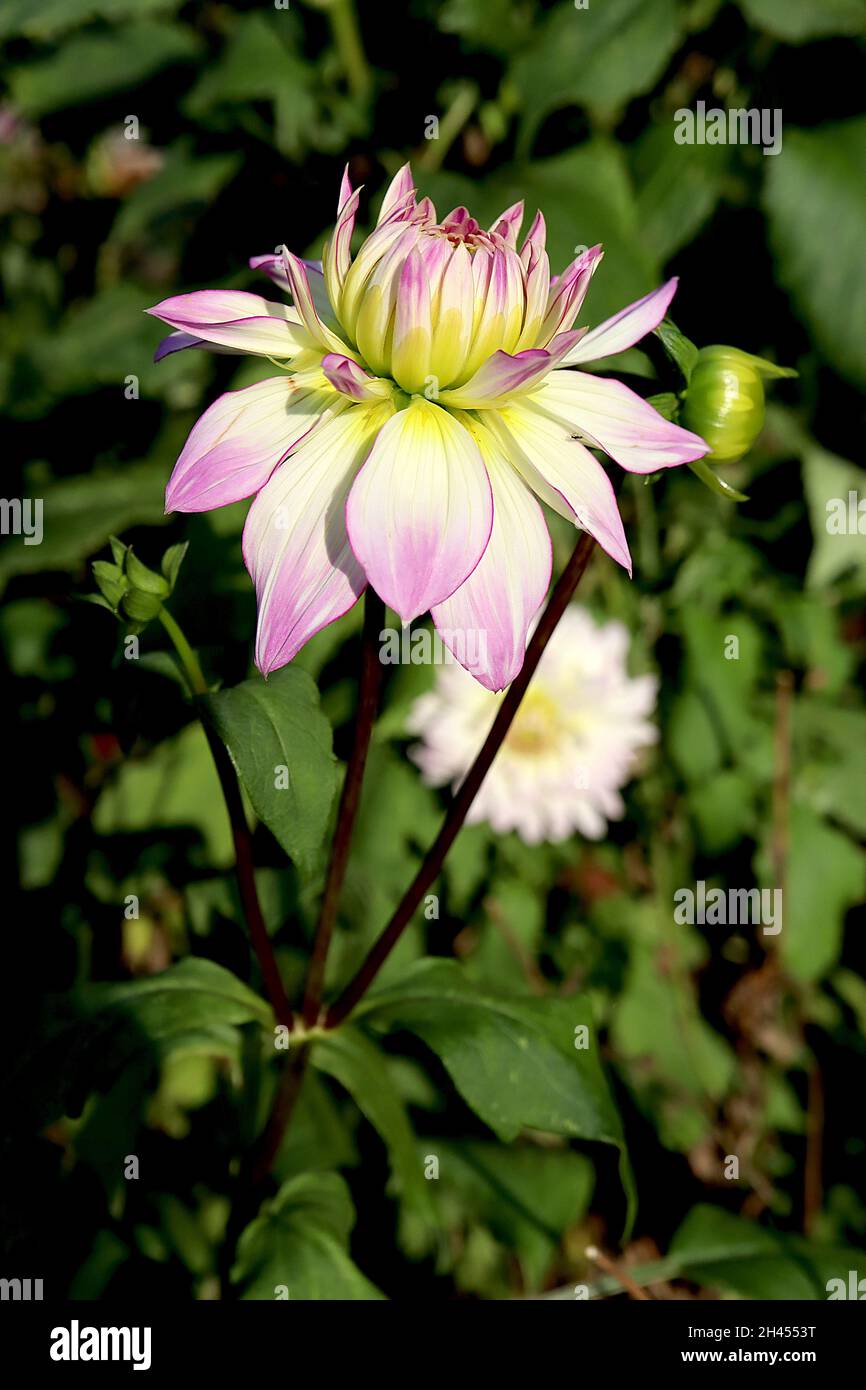 Dahlia ‘Crazy Love’ Decorative Dahlia Group 5 Weiße Blüten mit violettem Flush und umrissenen, purpurfarbenen Rändern, Oktober, England, Großbritannien Stockfoto