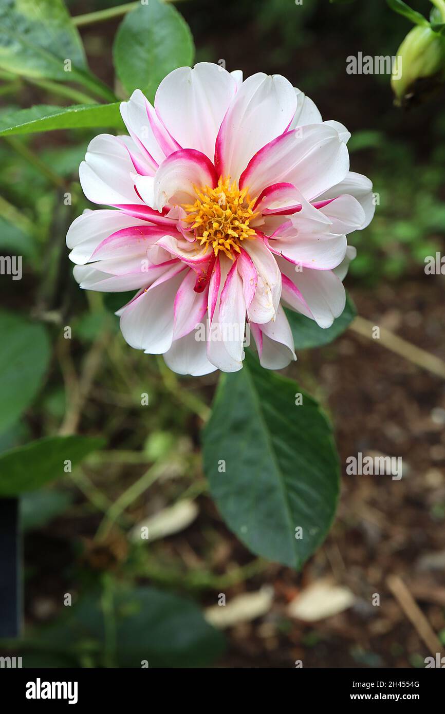 Dahlia ‘Edge of Joy’ Decorative Dahlia Group 5 weiße Blüten mit karmesinroten Rändern und breiten Blütenblättern, Oktober, England, Großbritannien Stockfoto