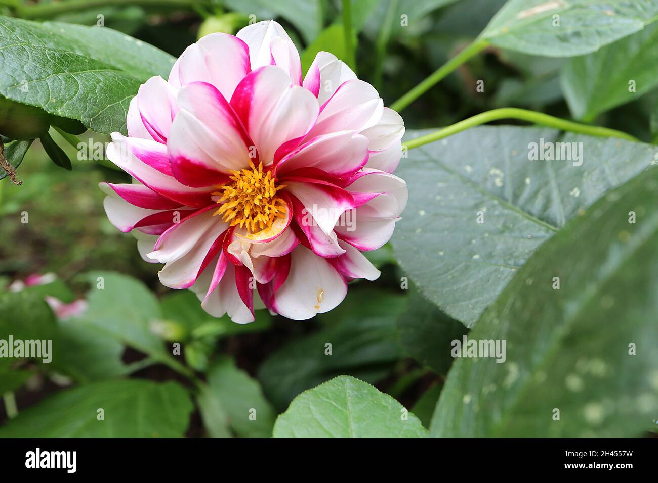 Dahlia ‘Edge of Joy’ Decorative Dahlia Group 5 weiße Blüten mit karmesinroten Rändern und breiten Blütenblättern, Oktober, England, Großbritannien Stockfoto