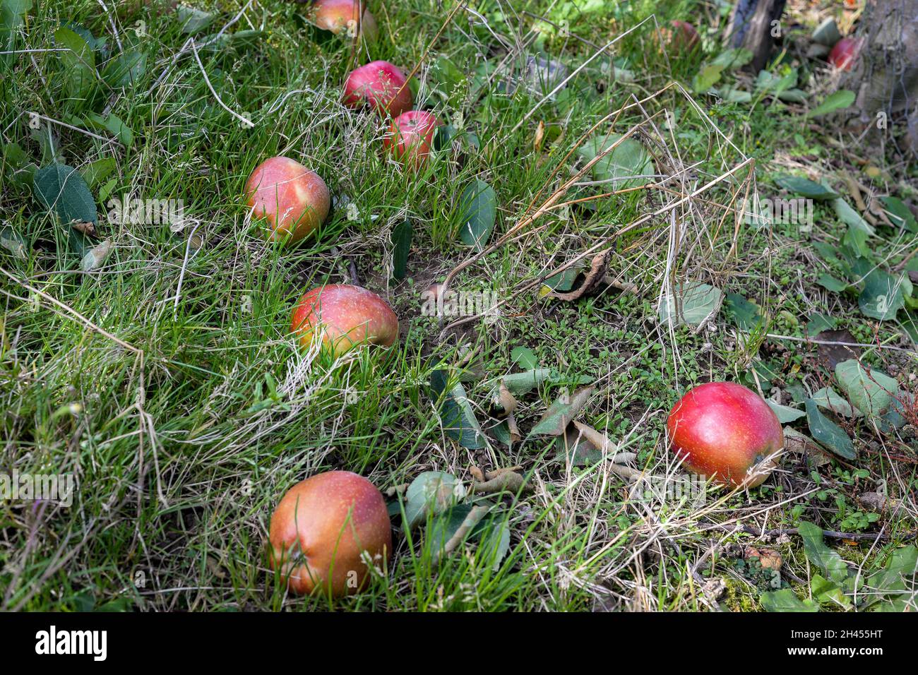 Ende Oktober fallen verfallende Äpfel auf dem Boden eines Obstgartens Stockfoto