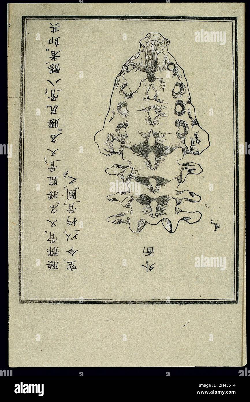 Anatomische Darstellung: Lendenwirbelknochen und Beckenknochen, japanisch Stockfoto