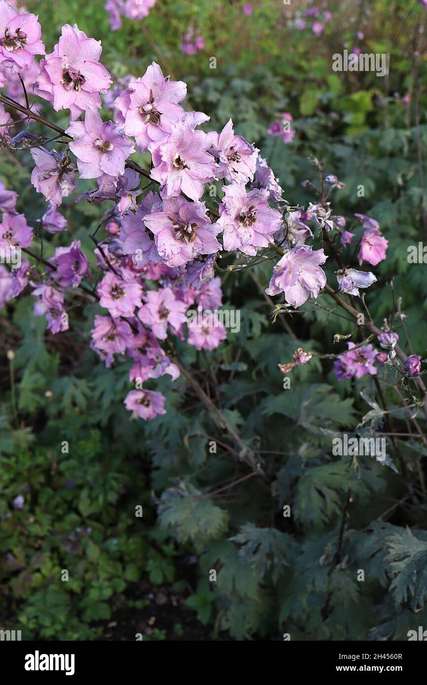 Delphinium ‘Dusky Maiden’ Larkspur Dusky Maidens - aufrechte Trauben aus doppelt blass-violetten Blüten, Oktober, England, Großbritannien Stockfoto