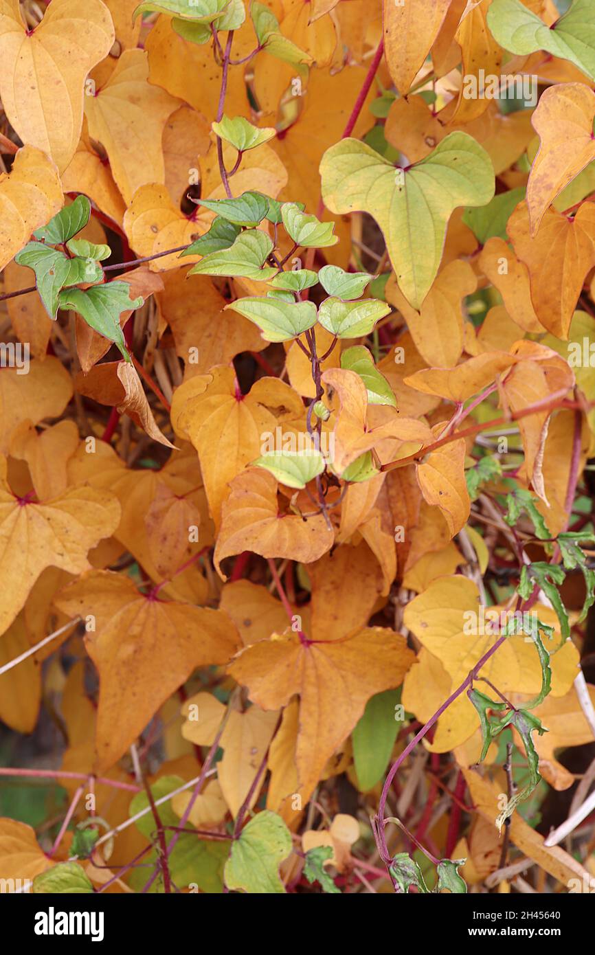 Dioscorea nipponica yam – dreilappige hellgrüne und orange braune Blätter, rote Stämme, Oktober, England, Großbritannien Stockfoto