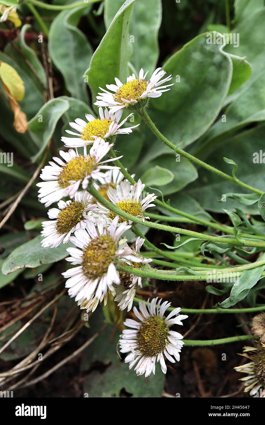 Erigeron glaucus Albus weißer Strandstern – weiße Gänseblümchen mit kurzen Blütenblättern, dicke graugrüne zungenförmige Blätter, Oktober, England, Großbritannien Stockfoto