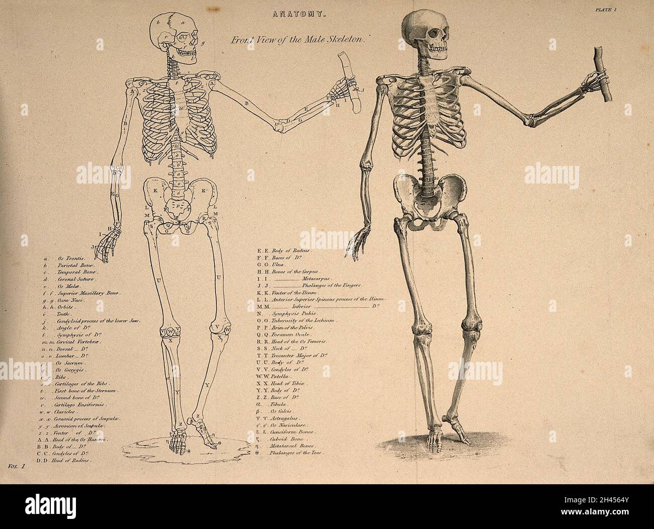 Männliches Skelett von vorne gesehen, mit ausgestreckten linken Arm: Zwei Figuren (eine davon eine Umrisszeichnung). Liniengravur, ca. 1850. Stockfoto Männliches Skelett von vorne gesehen, mit ausgestreckten linken Arm: Zwei Figuren (eine davon eine Umrisszeichnung). Liniengravur, ca. 1850. Stockfoto